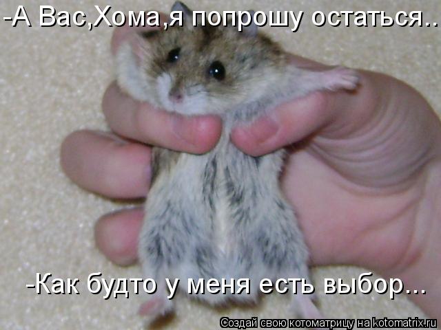 Котоматрица: -Как будто у меня есть выбор... -А Вас,Хома,я попрошу остаться...