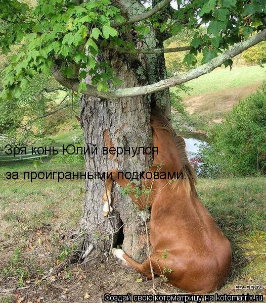Котоматрица: Зря конь Юлий вернулся за проигранными подковами...