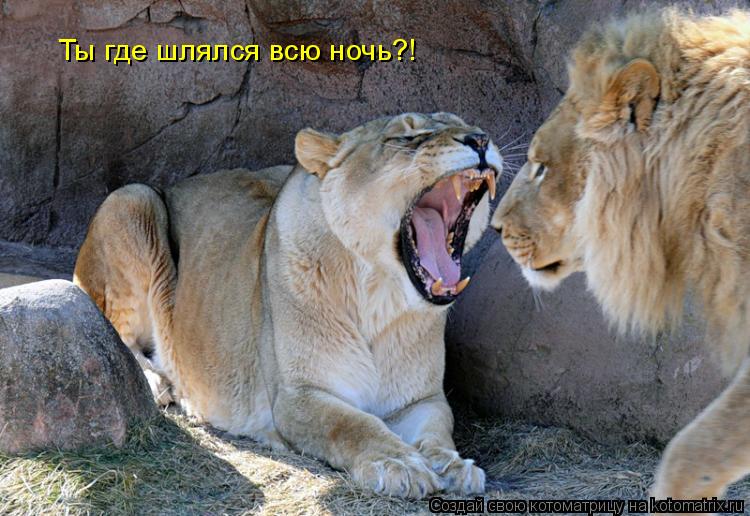 Котоматрица: Ты где шлялся всю ночь?!