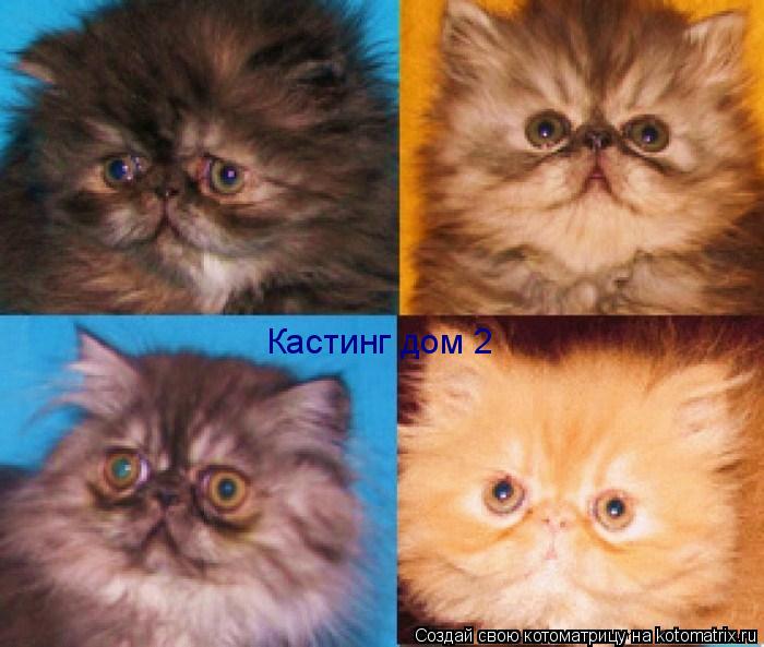Котоматрица: Кастинг дом 2