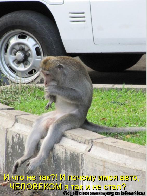 Котоматрица: И что не так?! И почему имея авто,  ЧЕЛОВЕКОМ я так и не стал?