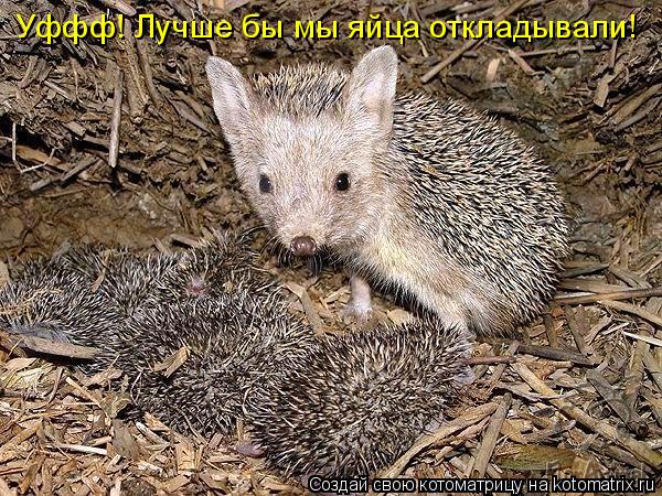 Котоматрица: Уффф! Лучше бы мы яйца откладывали!