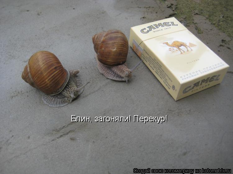 Котоматрица: Блин, загоняли! Перекур!