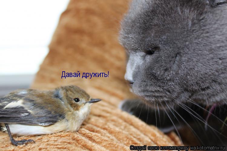 Котоматрица: Давай дружить!