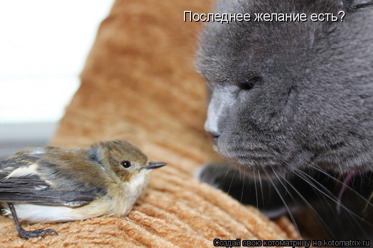 Котоматрица: Последнее желание есть?
