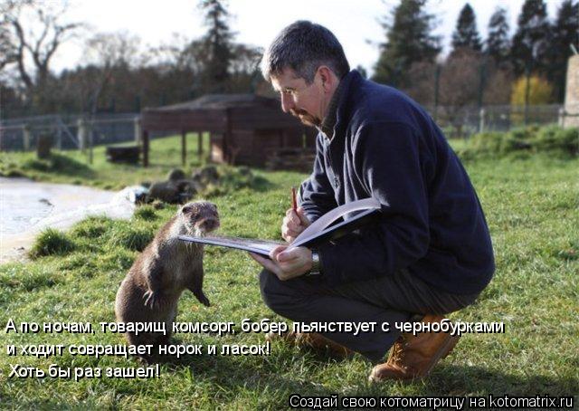 Котоматрица: А по ночам, товарищ комсорг, бобер пьянствует с чернобурками  и ходит совращает норок и ласок!  Хоть бы раз зашел!