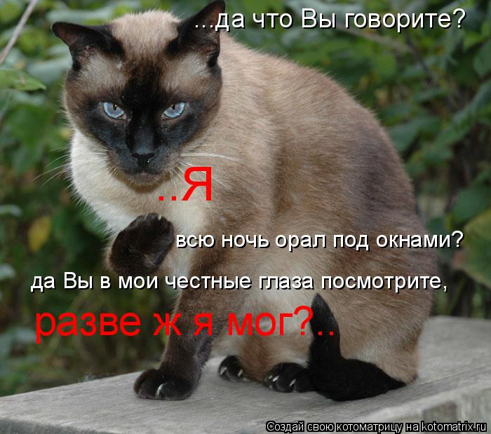 Котоматрица: ...да что Вы говорите? ..Я всю ночь орал под окнами? да Вы в мои честные глаза посмотрите, разве ж я мог?..