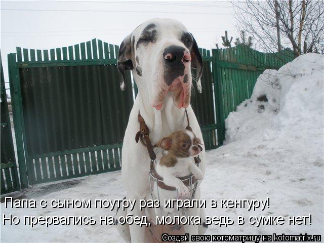 Папа с сыном поутру раз играли в кенгуру! Но прервались на обед, молока ведь в сумке нет!... Котоматрица: Папа с сыном поутру раз играли в кенгуру! Но прервались на обед, молока ведь в сумке нет!
