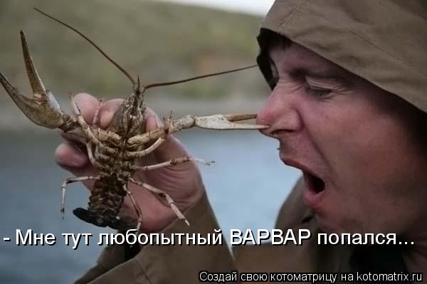 Котоматрица: - Мне тут любопытный ВАРВАР попался...