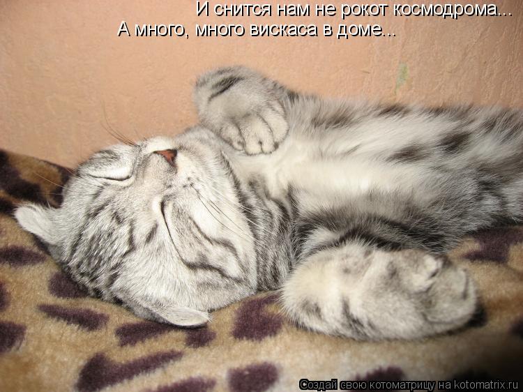Котоматрица: И снится нам не рокот космодрома... А много, много вискаса в доме...