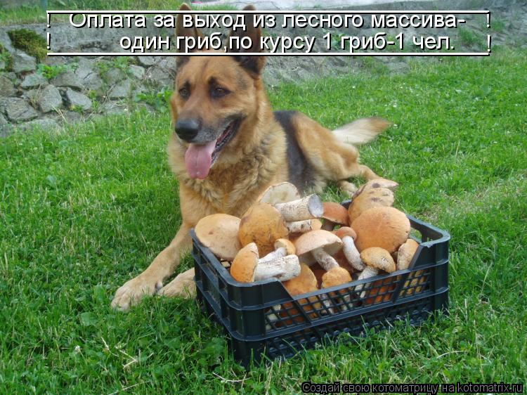 Котоматрица: !   Оплата за выход из лесного массива-   ! !           один гриб,по курсу 1 гриб-1 чел. !         ___________________________________         _______