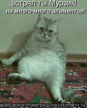 Котоматрица: встрял ты Мурзик! на много-много алиментов!