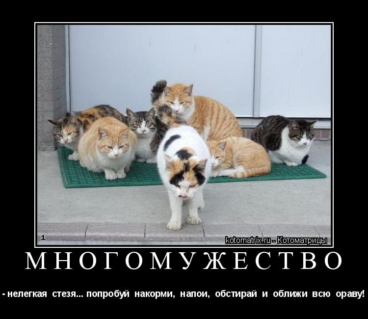 Котоматрица: многомужество - нелегкая  стезя... попробуй  накорми,  напои,  обстирай  и  оближи  всю  ораву!
