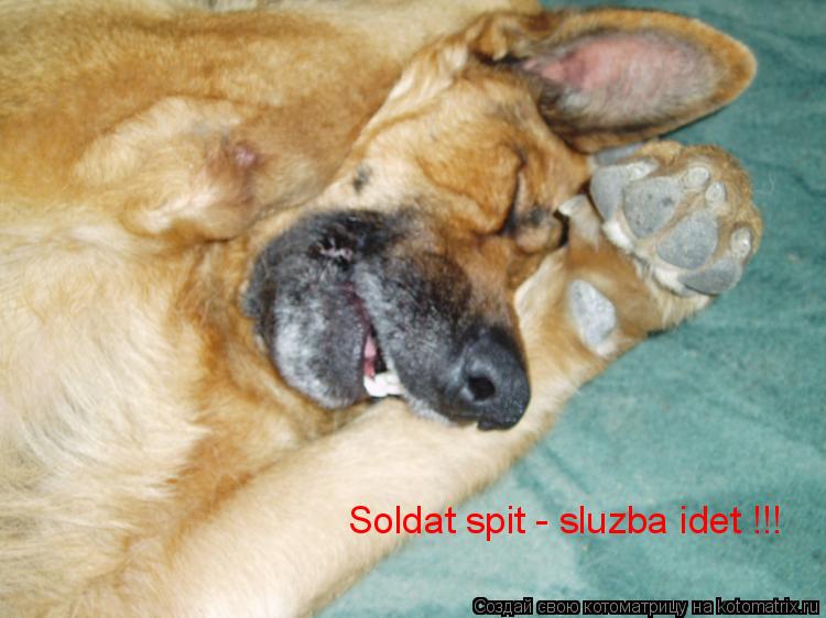 Котоматрица: Soldat spit - sluzba idet !!!