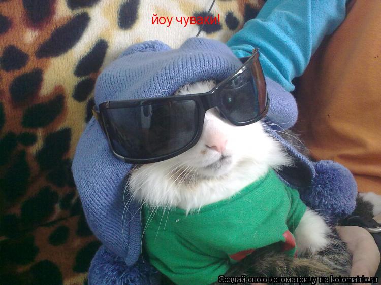 Котоматрица: йоу чуваки!