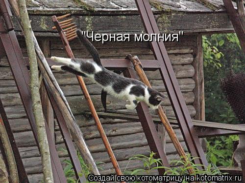 Котоматрица: "Черная молния"