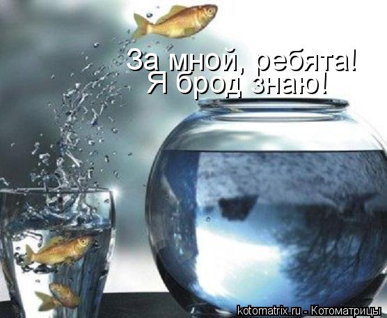 Котоматрица: За мной, ребята! Я брод знаю!