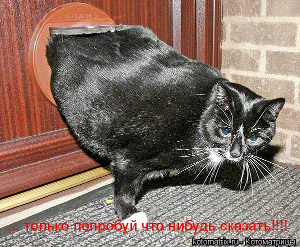 ... только попробуй что нибудь сказать!!!!... Котоматрица: ... только попробуй что нибудь сказать!!!!
