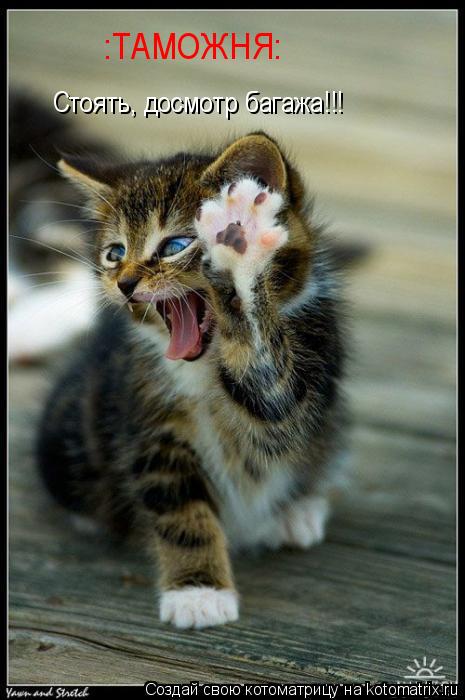 :ТАМОЖНЯ: Стоять, досмотр багажа!!!... Котоматрица: :ТАМОЖНЯ: Стоять, досмотр багажа!!!