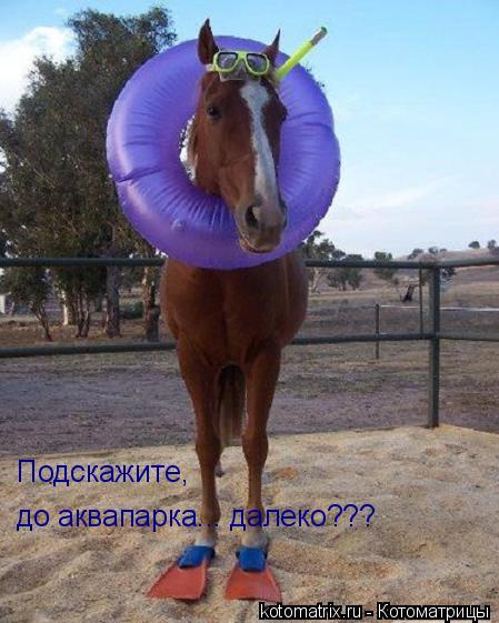 Подскажите, до аквапарка... далеко???... Котоматрица: Подскажите, до аквапарка... далеко???