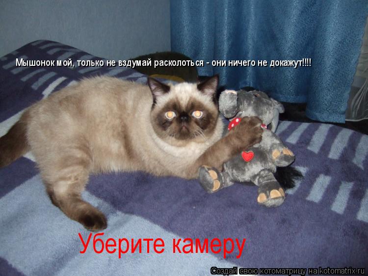 Котоматрица: Уберите камеру Мышонок мой, только не вздумай расколоться - они ничего не докажут!!!!