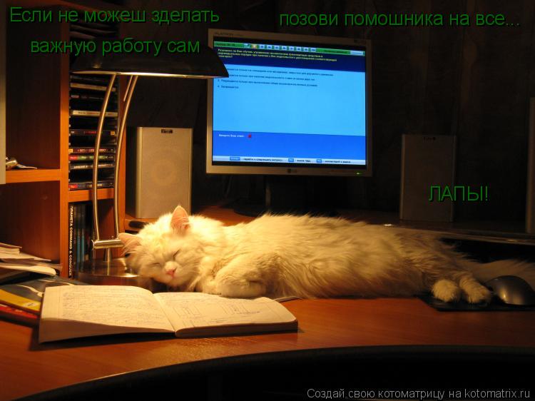 Котоматрица: Если не можеш зделать важную работу сам позови помошника на все... ЛАПЫ!