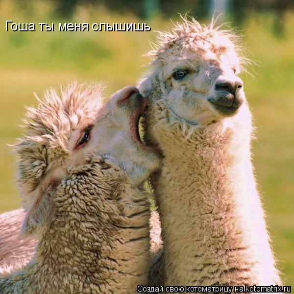 Котоматрица: Гоша ты меня слышишь