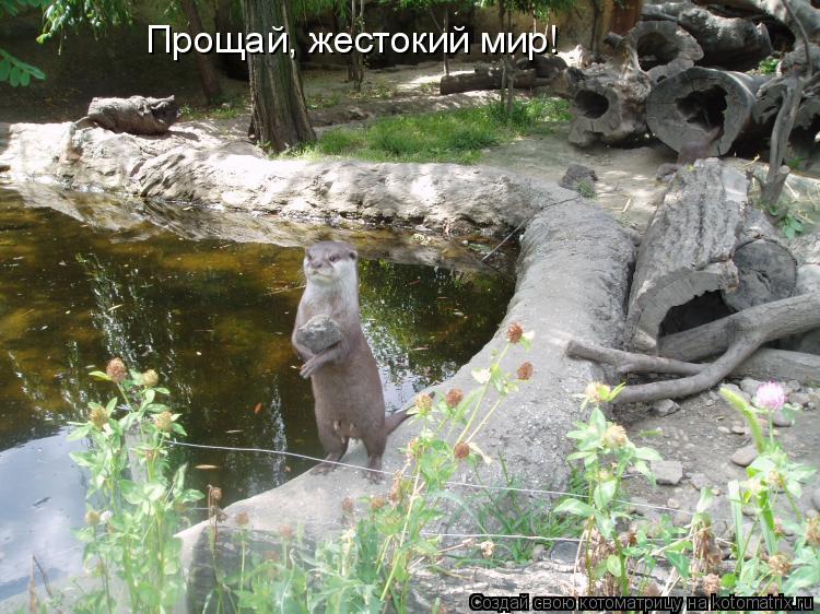 Прощай, жестокий мир!... Котоматрица: Прощай, жестокий мир!