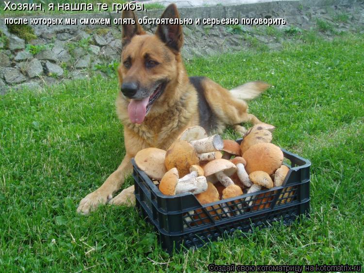 Хозяин, я нашла те грибы, после которых мы сможем опять обстоятельно и серьезно поговорить... Котоматрица: Хозяин, я нашла те грибы, после которых мы сможем опять обстоятельно и серьезно поговорить