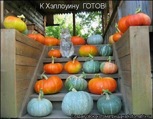Котоматрица: К Хэллоуину  ГОТОВ!