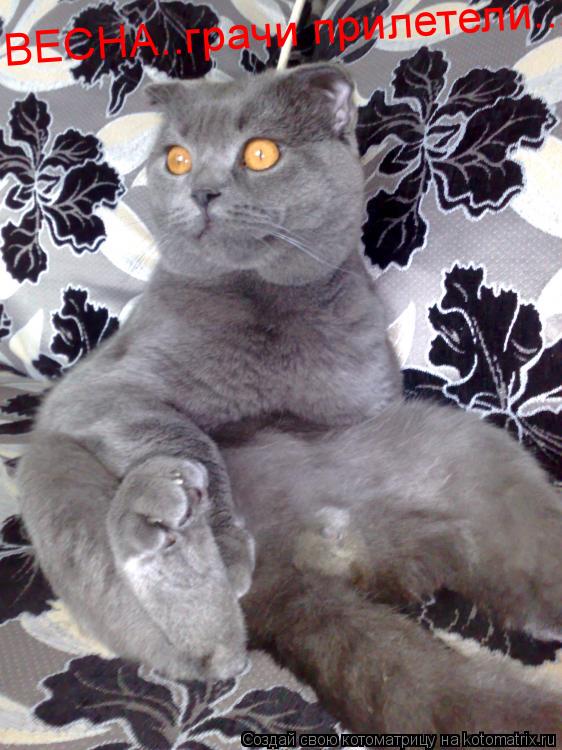 Котоматрица: ВЕСНА..грачи прилетели...