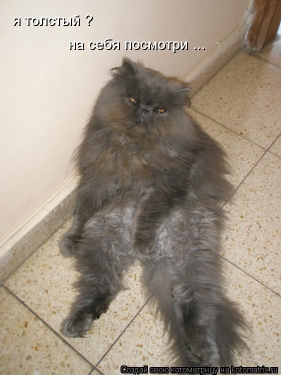Котоматрица: я толстый ? на себя посмотри ...