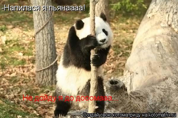 Котоматрица: -Напилася я пьянаааа! Не дойду я до дооомааа...