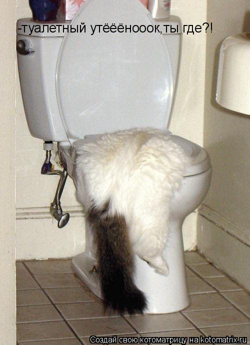 Котоматрица: -туалетный утёёёнооок,ты где?!