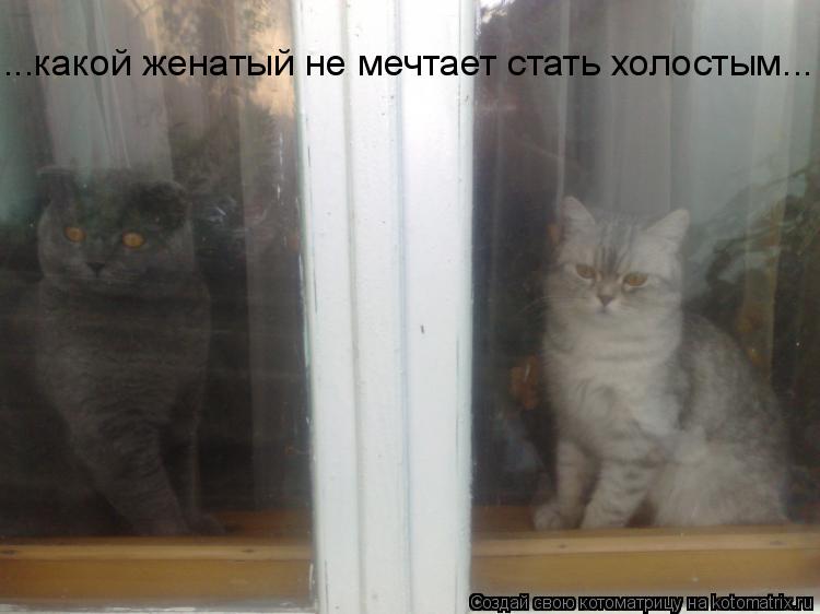 Котоматрица: ...какой женатый не мечтает стать холостым...