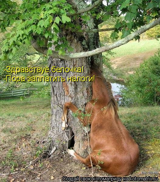 Котоматрица: -Здравствуё,белочка! -Пора заплатить налоги!