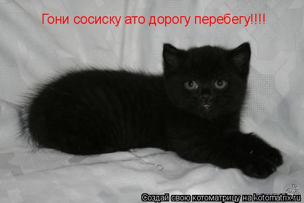 Котоматрица: Гони сосиску ато дорогу перебегу!!!!