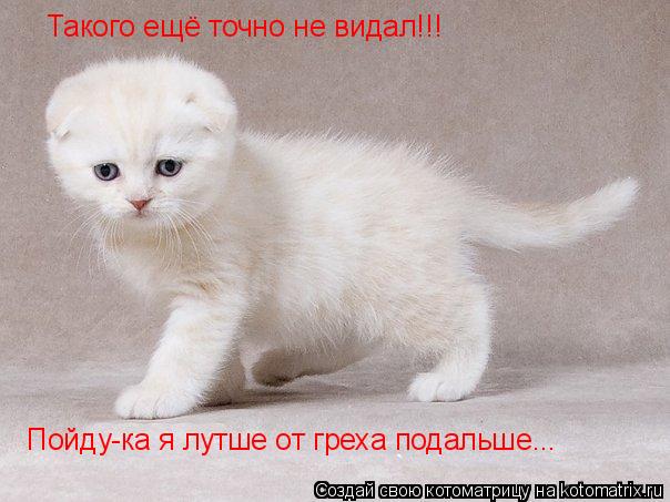 Котоматрица: Такого ещё точно не видал!!!  Пойду-ка я лутше от греха подальше...