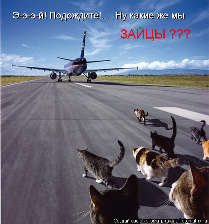 Э-э-э-й! Подождите!... Ну какие же мы ЗАЙЦЫ ???... Котоматрица: Э-э-э-й! Подождите!... Ну какие же мы ЗАЙЦЫ ???