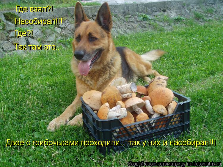 Котоматрица: Где взял?! Насобирал!!! Где?! Так там это... Двое с грибочьками проходили... так у них и насобирал!!!