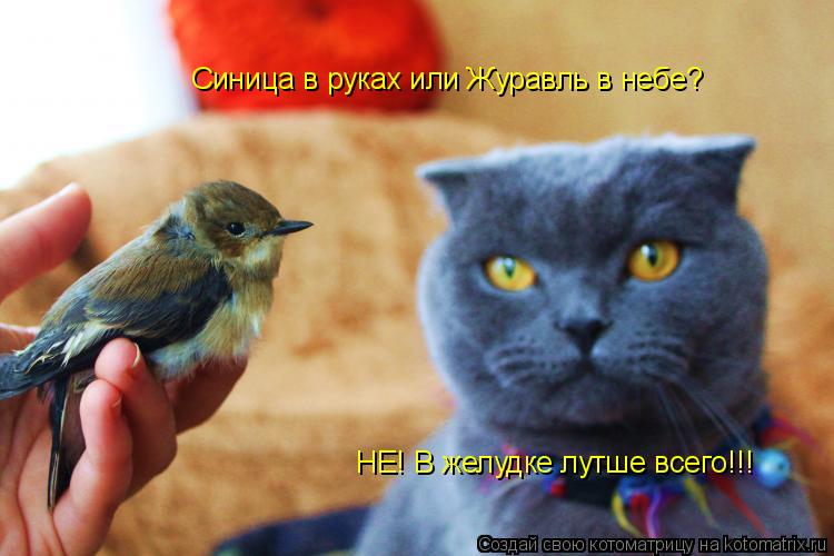 Котоматрица: НЕ! В желудке лутше всего!!! Синица в руках или Журавль в небе?