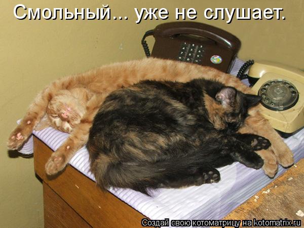 Смольный... уже не слушает.... Котоматрица: Смольный... уже не слушает.
