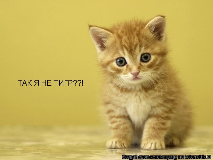 Котоматрица: ТАК Я НЕ ТИГР??!