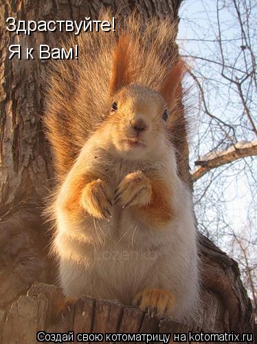Котоматрица: Здраствуйте!  Я к Вам!