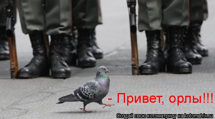 - Привет, орлы!!!... Котоматрица: - Привет, орлы!!!