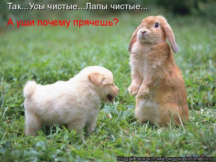 Котоматрица: Так...Усы чистые...Лапы чистые... А уши почему прячешь?