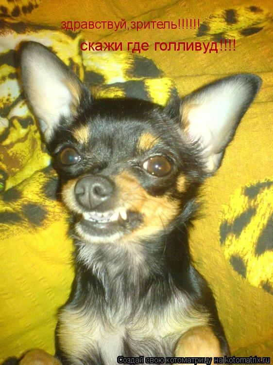 Котоматрица: здравствуй,зритель!!!!!! скажи где голливуд!!!!