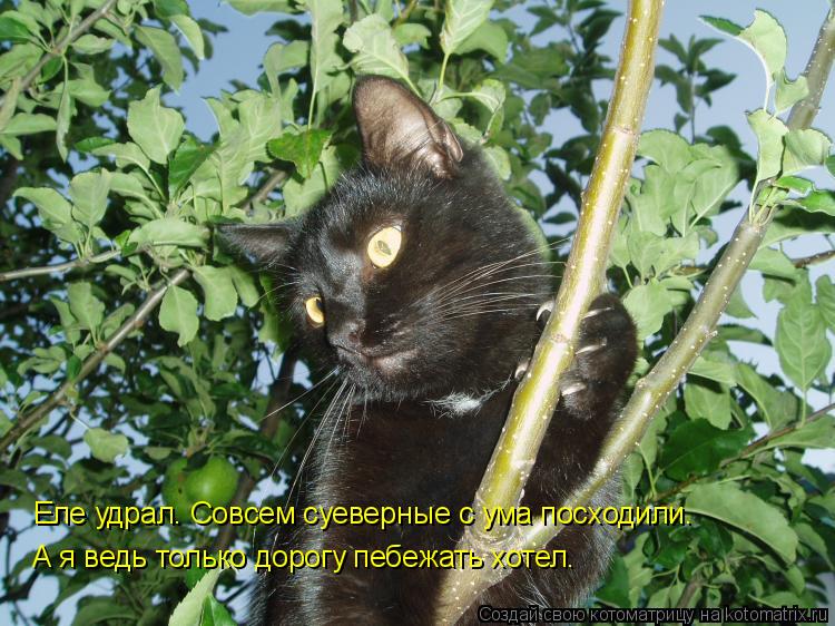 Котоматрица: Еле удрал. Совсем суеверные с ума посходили. А я ведь только дорогу пебежать хотел.