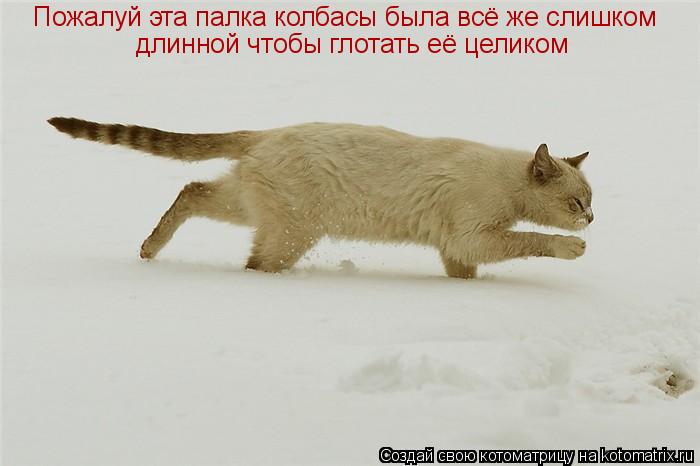 Котоматрица: Пожалуй эта палка колбасы была всё же слишком  длинной чтобы глотать её целиком
