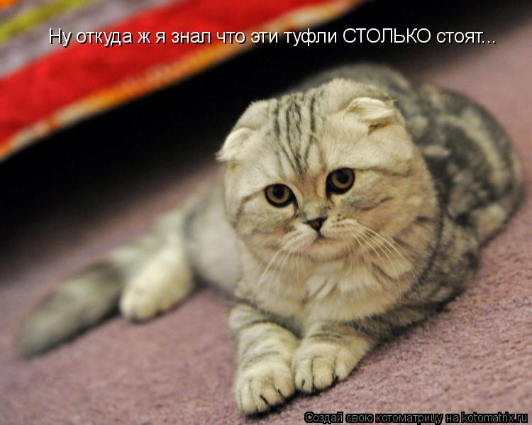 Ну откуда ж я знал что эти туфли СТОЛЬКО стоят...... Котоматрица: Ну откуда ж я знал что эти туфли СТОЛЬКО стоят...